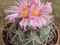 Echinocactus horizonthalonius JL-012.jpg